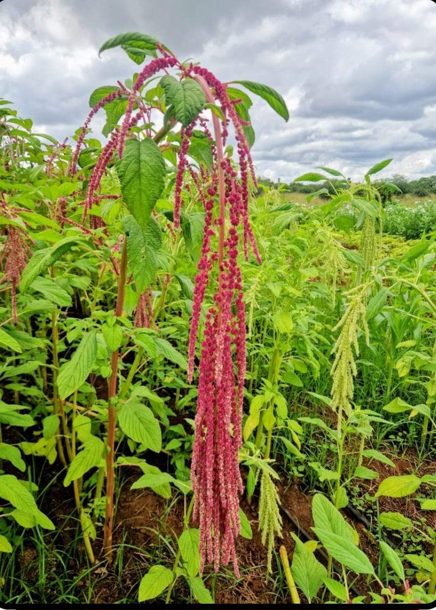 Export-quality wholesale red and green hanging amaranthus grown in Makindu Kenya