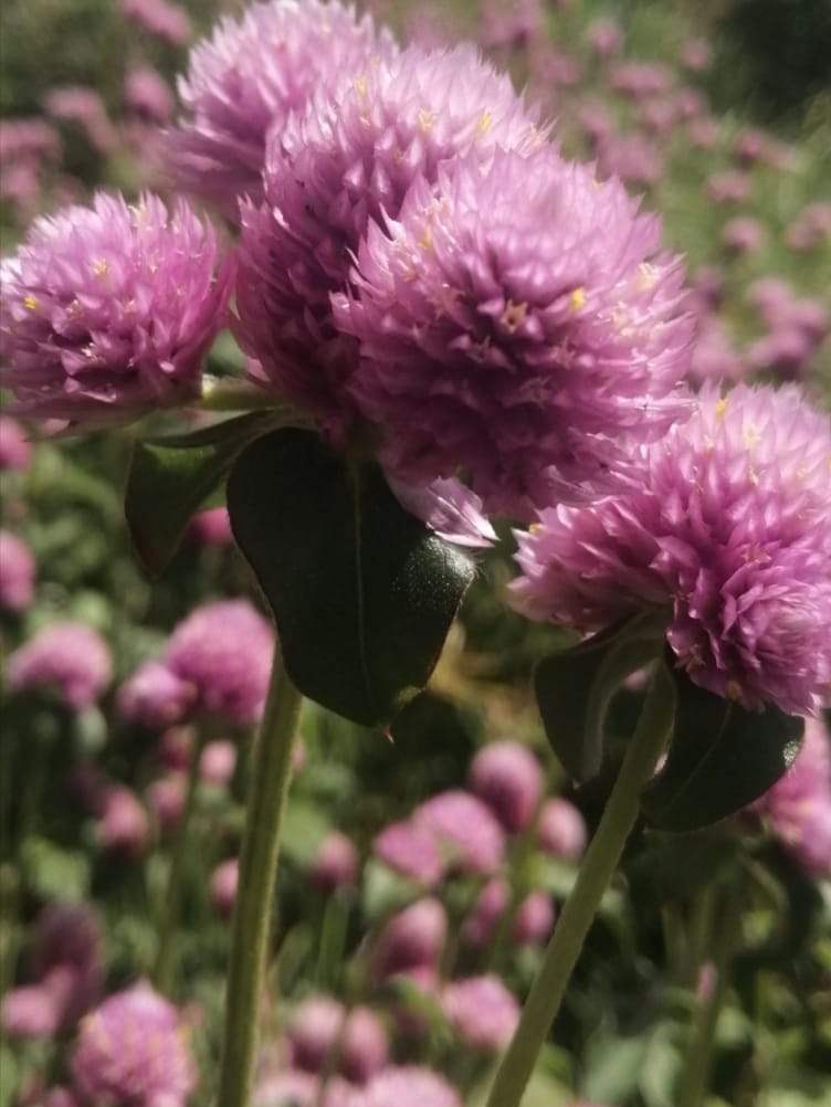 Bulk wholesale Gomphrena cut flowers supplier Kenya