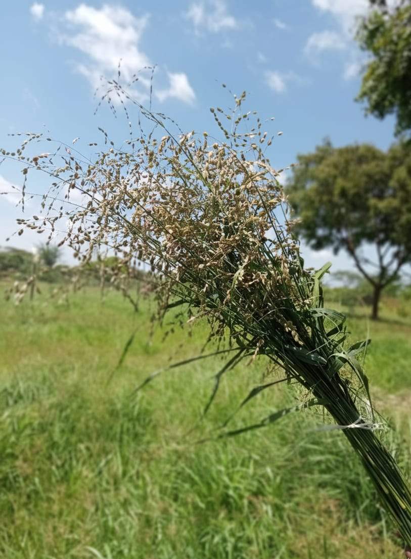 Wholesale Briza media ornamental grass bunches for export
