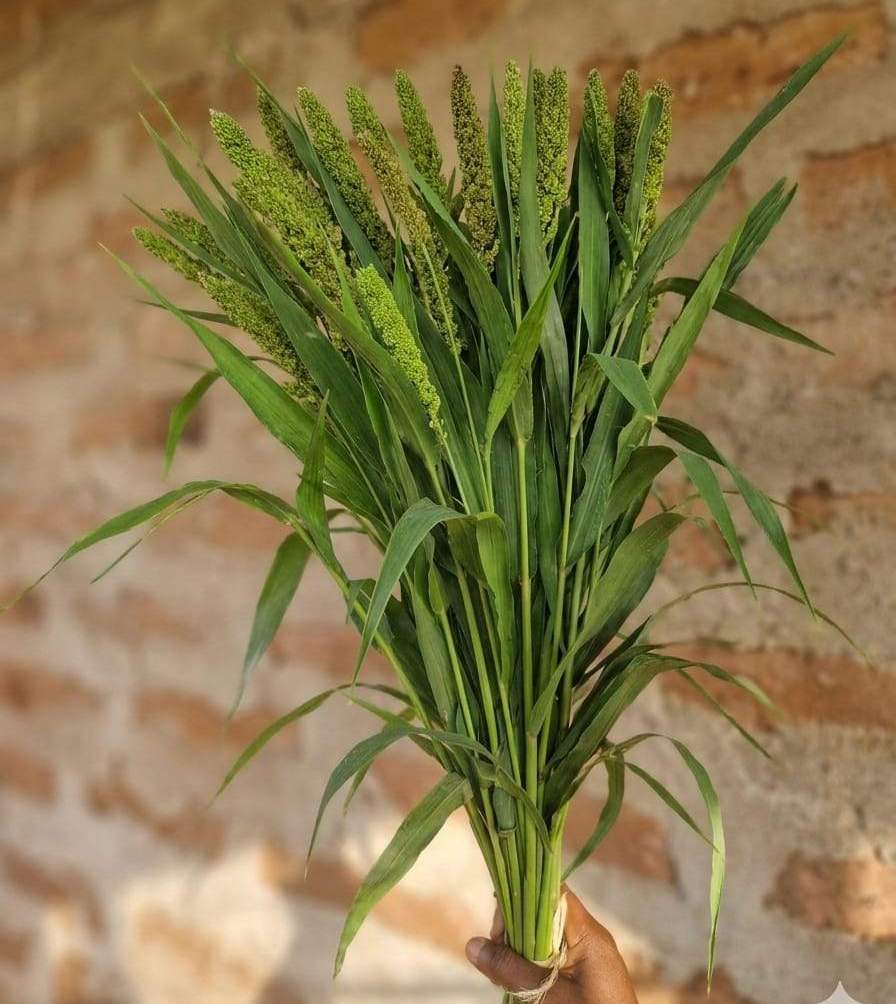 Setaria italica ornamental grass bunches ready for B2B export